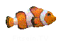Fitsein.TV