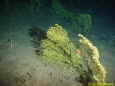 Gorgonia sp. Drop-Cam-Picture