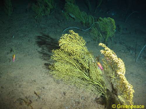 Gorgonia sp. Drop-Cam-Picture