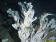 Gorgonia sp. Drop-Cam-Picture