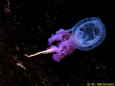 Pelagia noctiluca mit Beute Hermodice c.