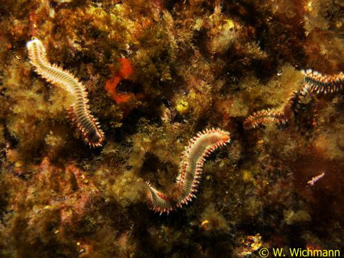 Hermodice carunculata