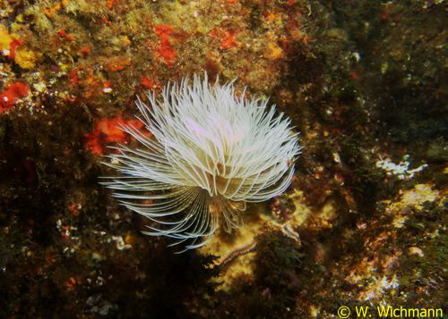 Sabella spallanzanii