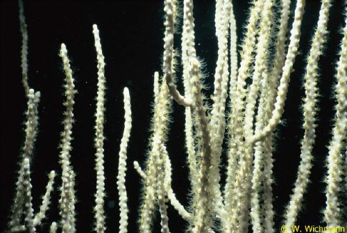 Eucinella singularis