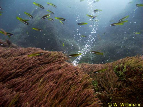 Gasaustritte aus vulkanischem Gestein