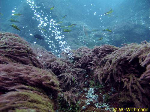 Gasaustritte aus vulkanischem Gestein