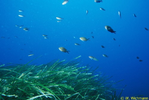 Chromis ber Posidonia-Wiese