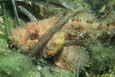 Scorpaena porcus