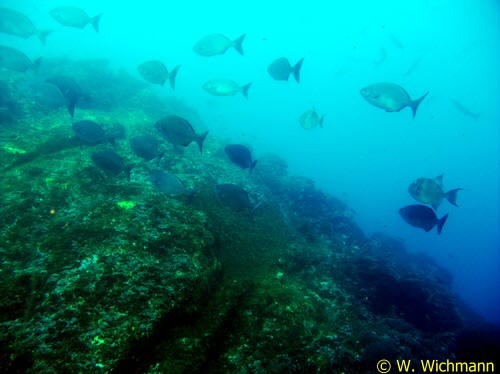 Kyphosus sectator ber dem Drop-Off