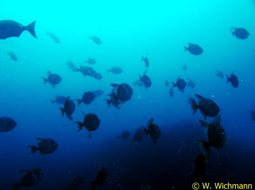 Balistes carolinensis ber dem Drop-Off