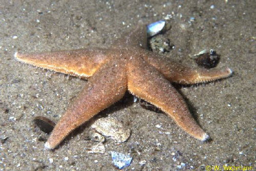 Asterias rubens