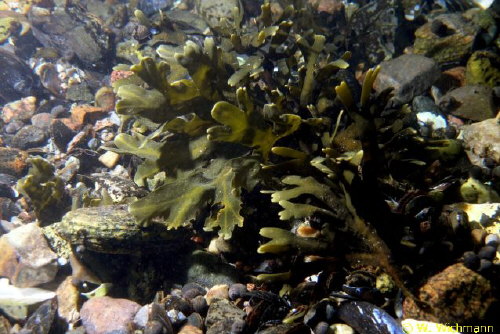 Fucus vesiculae